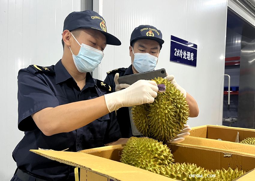 榴蓮熱度不斷走高中老鐵路運(yùn)輸榴蓮人們消費(fèi)需求增長(zhǎng)